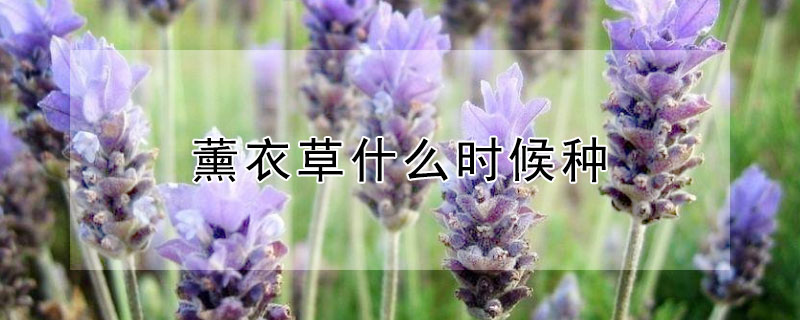 薰衣草什么時候種