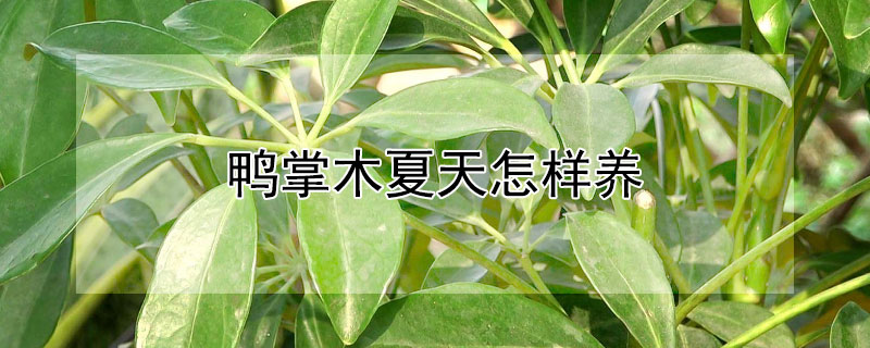 鴨掌木夏天怎樣養(yǎng)