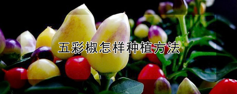 五彩椒怎樣種植方法