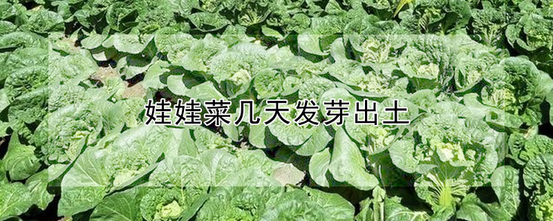 娃娃菜幾天發(fā)芽出土