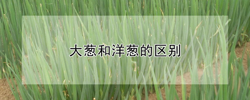 大蔥和洋蔥的區別