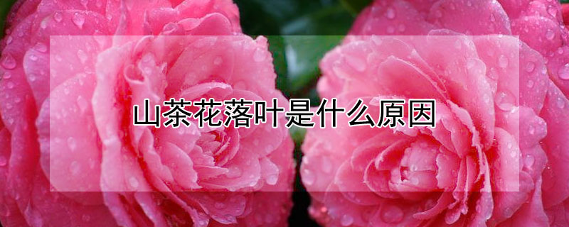 山茶花落葉是什么原因