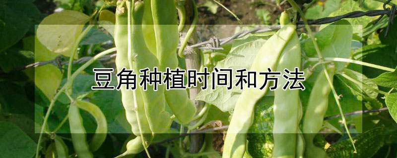 豆角種植時(shí)間和方法