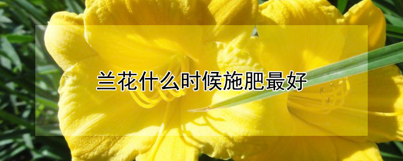 蘭花什么時候施肥最好