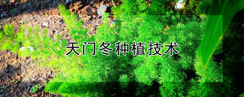 天門冬種植技術