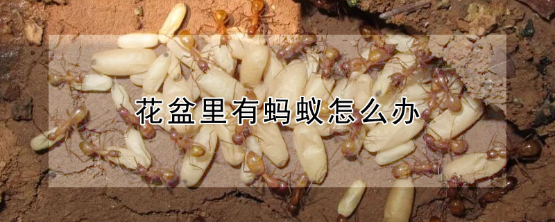 花盆里有螞蟻怎么辦