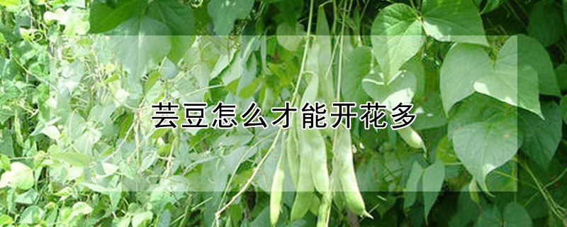 蕓豆怎么才能開花多