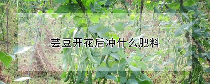 蕓豆開花后沖什么肥料