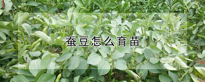 蠶豆怎么育苗