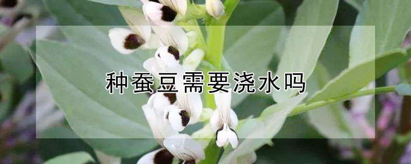 種蠶豆需要澆水嗎