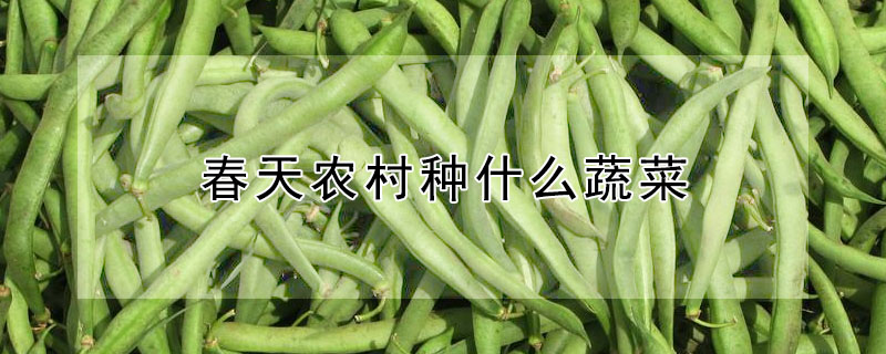 春天農(nóng)村種什么蔬菜