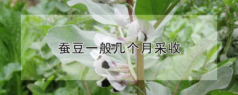 蠶豆一般幾個(gè)月采收