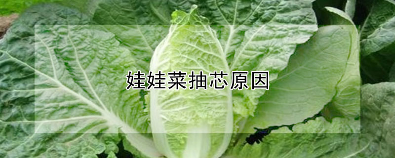 娃娃菜抽芯原因