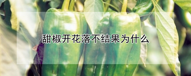 甜椒開花落不結果為什么