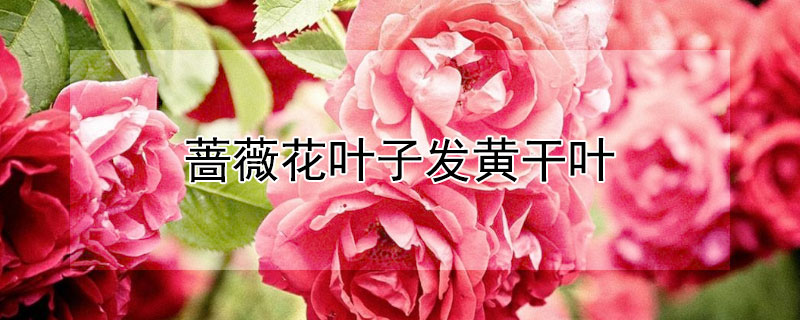 薔薇花葉子發(fā)黃干葉