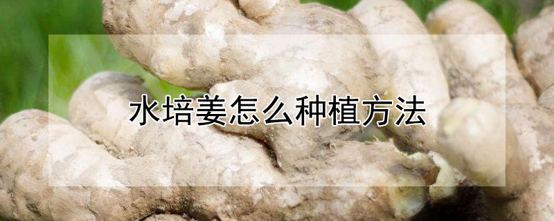 水培姜怎么種植方法