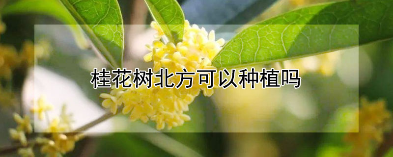 桂花樹北方可以種植嗎