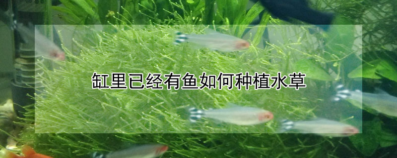 缸里已經有魚如何種植水草