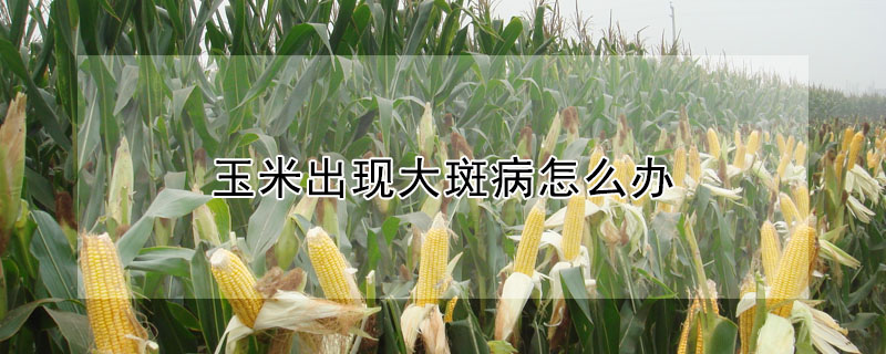 玉米出現(xiàn)大斑病怎么辦