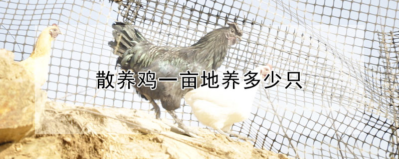 散養(yǎng)雞一畝地養(yǎng)多少只