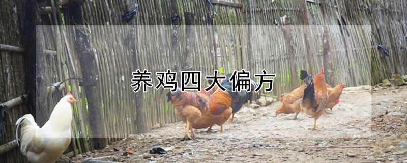 養(yǎng)雞四大偏方