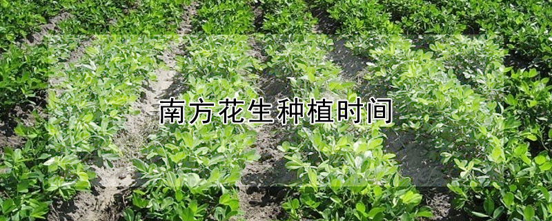 南方花生種植時(shí)間