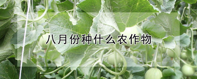 八月份種什么農(nóng)作物