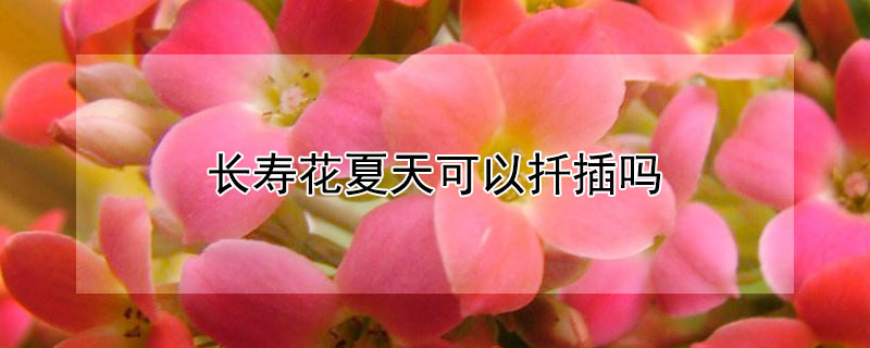 長壽花夏天可以扦插嗎