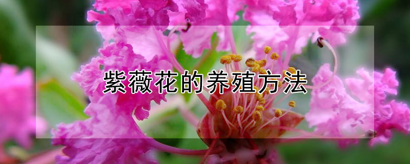 紫薇花的養(yǎng)殖方法