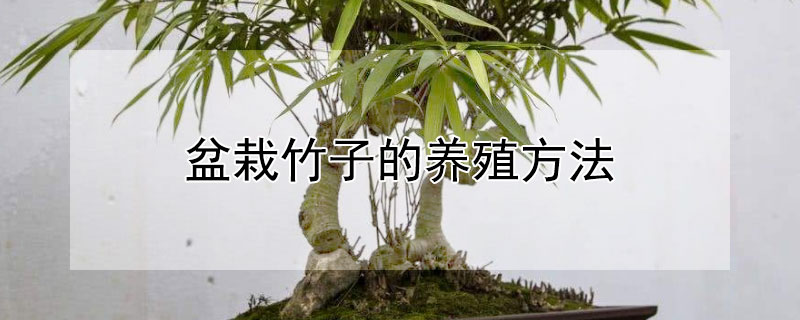 盆栽竹子的養(yǎng)殖方法