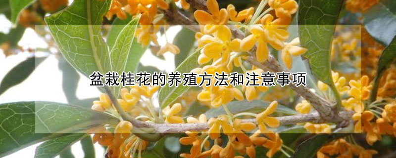 盆栽桂花的養(yǎng)殖方法和注意事項