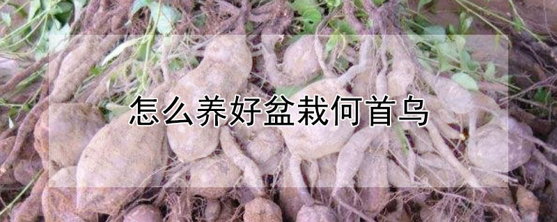 怎么養(yǎng)好盆栽何首烏