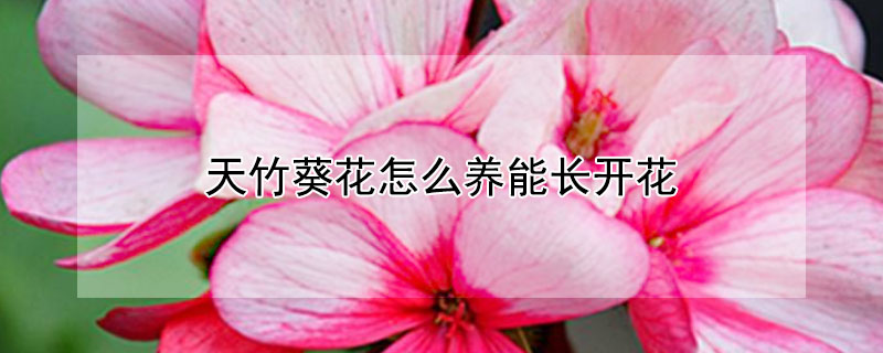 天竹葵花怎么養(yǎng)能長開花