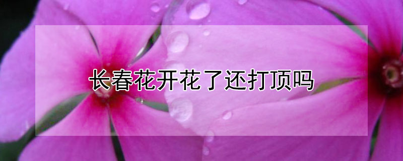 長春花開花了還打頂嗎