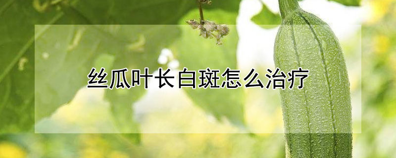 絲瓜葉長(zhǎng)白斑怎么治療