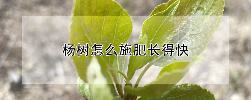 楊樹(shù)怎么施肥長(zhǎng)得快