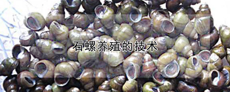 石螺養(yǎng)殖的技術(shù)