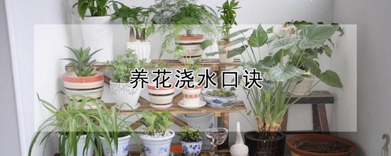 養花澆水口訣