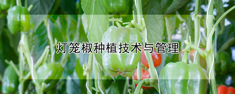 燈籠椒種植技術(shù)與管理