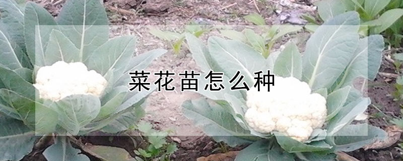 菜花苗怎么種