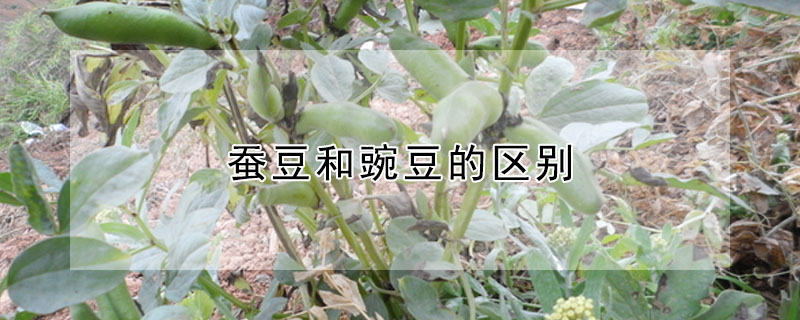 蠶豆和豌豆的區別