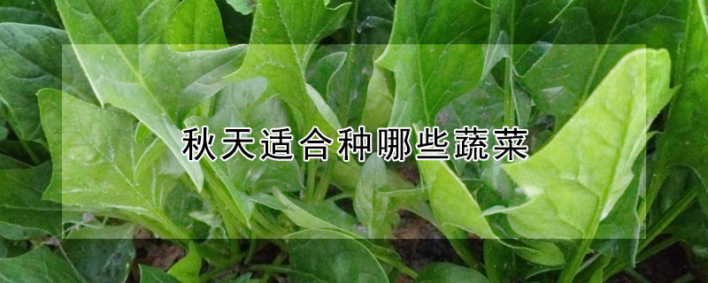 秋天適合種哪些蔬菜