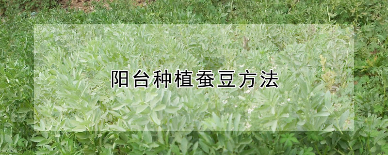 陽臺種植蠶豆方法