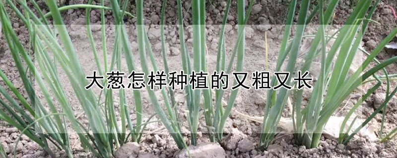 大蔥怎樣種植的又粗又長