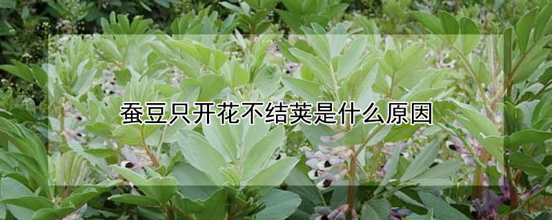 蠶豆只開花不結莢是什么原因