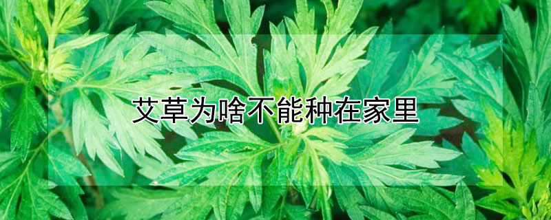 艾草為啥不能種在家里