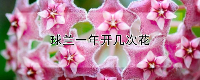 球蘭一年開幾次花