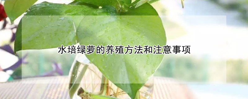 水培綠蘿的養殖方法和注意事項