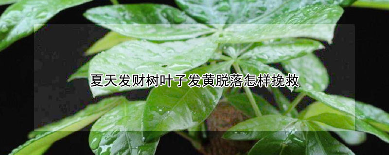 夏天發(fā)財(cái)樹葉子發(fā)黃脫落怎樣挽救