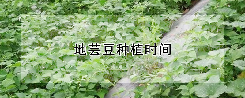 地蕓豆種植時間